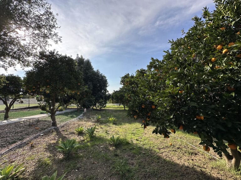 King Street Orchard Redlands 1 768x576