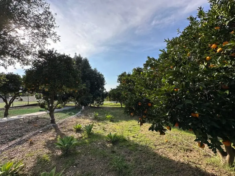 King Street Orchard Redlands 1 768x576