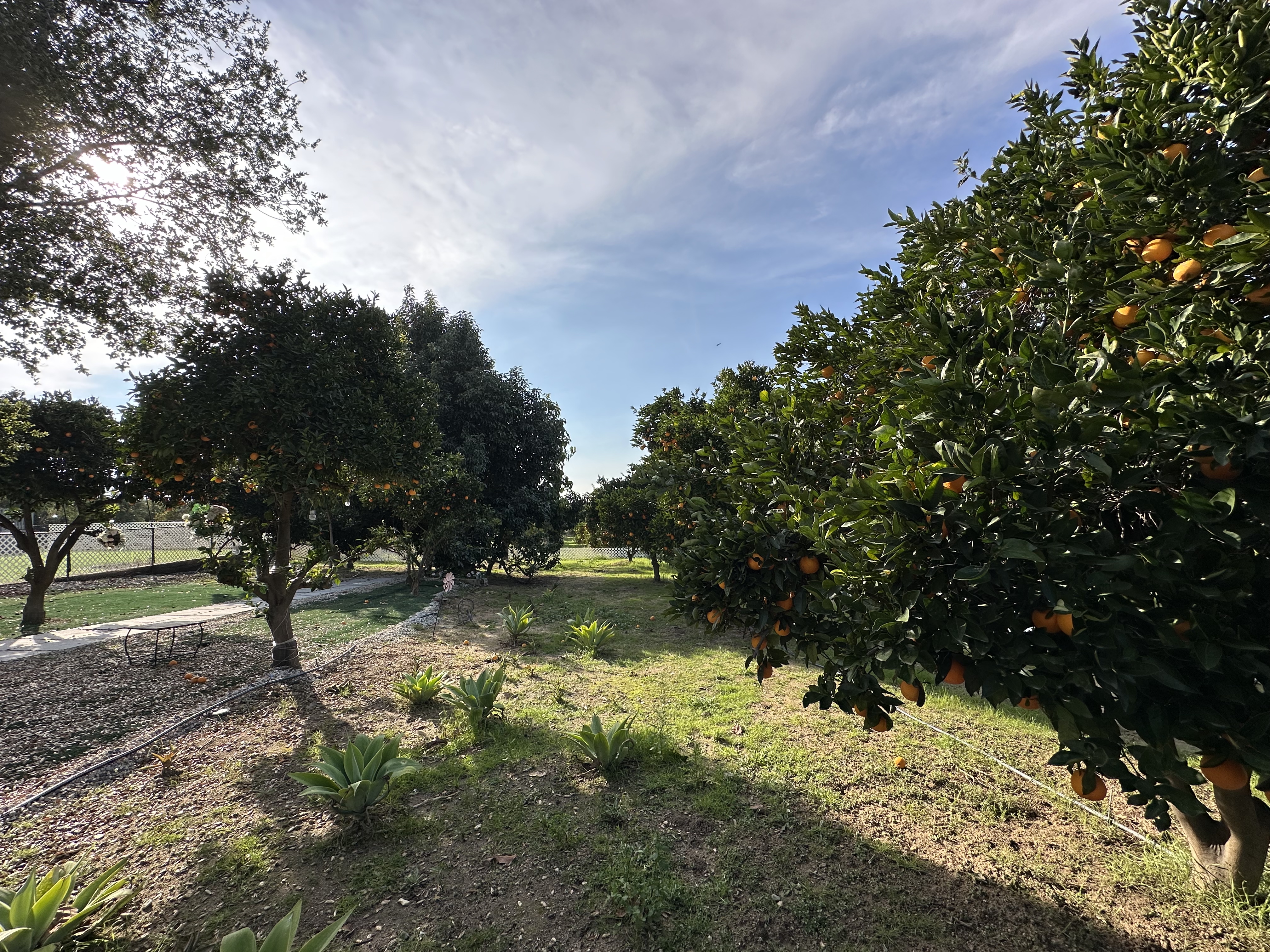 San Bernardino County 40 King Street Orchard Redlands 1
