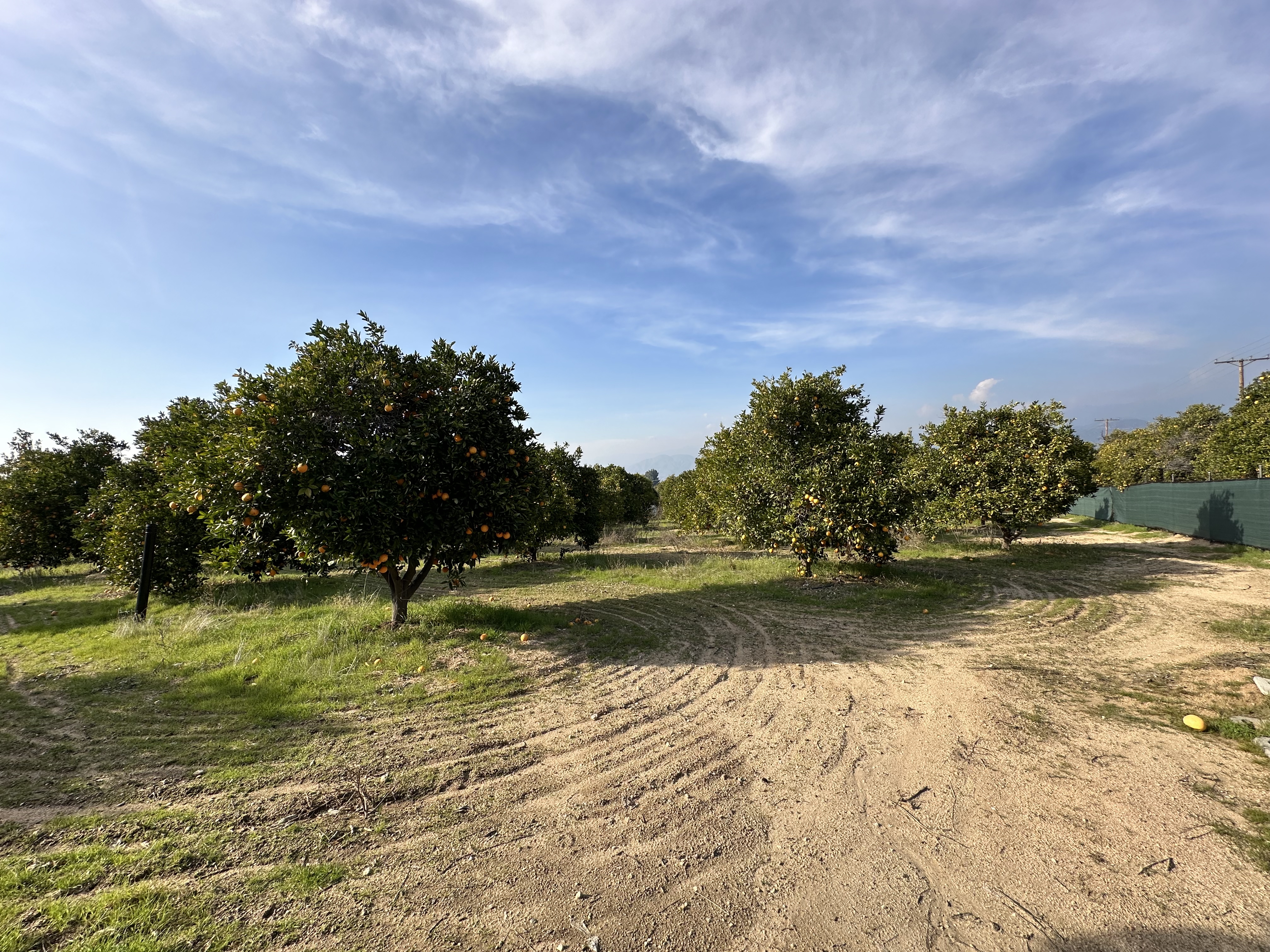 San Bernardino County 41 King Street Orchard Redlands 2