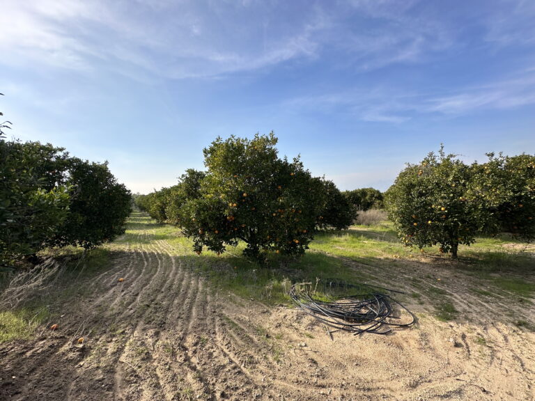 King Street Orchard Redlands 3 768x576