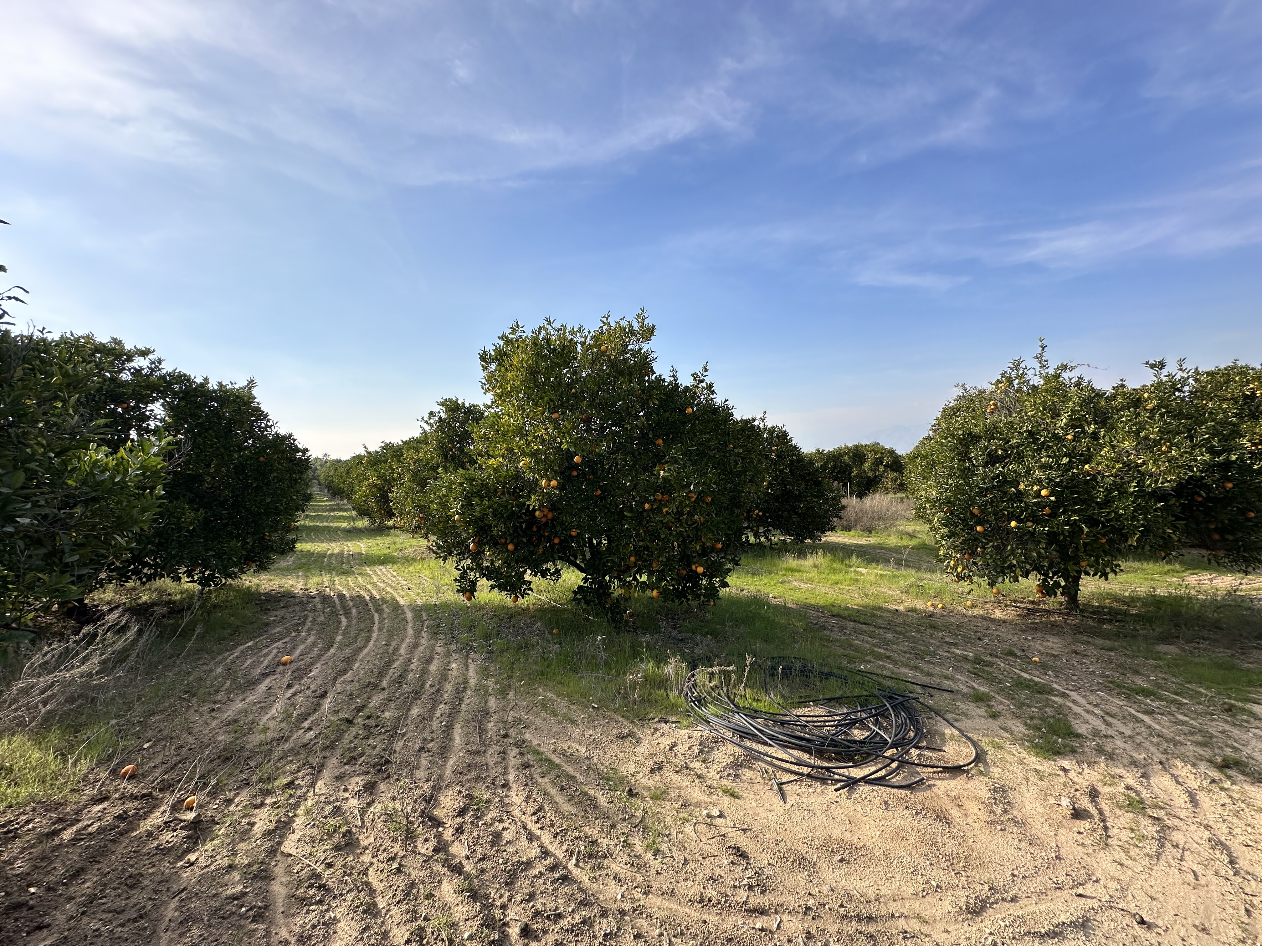 San Bernardino County 42 King Street Orchard Redlands 3
