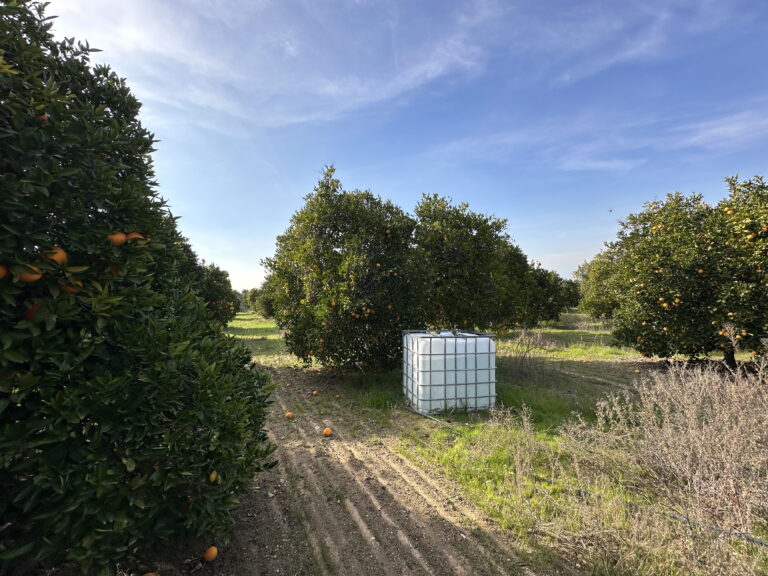 King Street Orchard Redlands 4 768x576