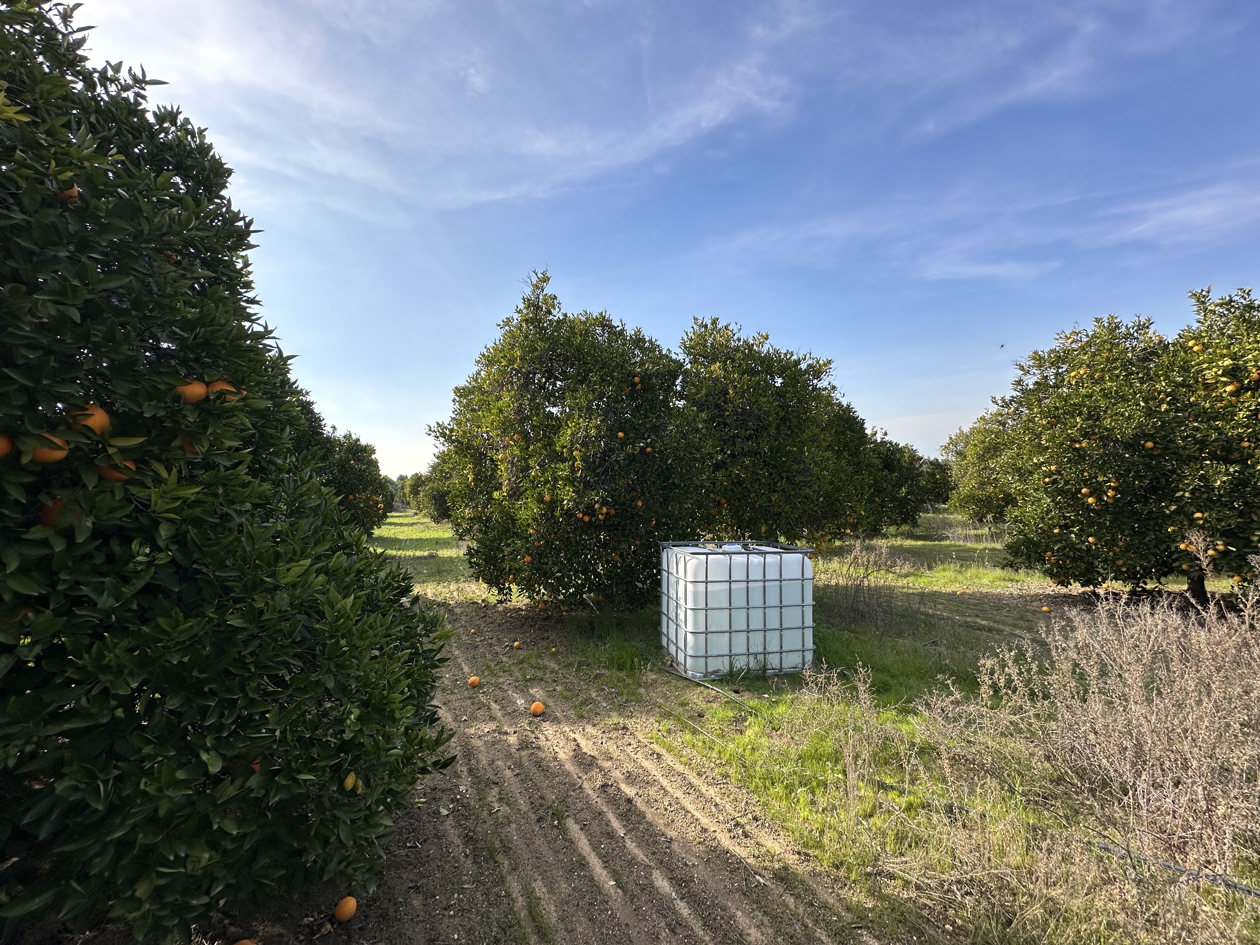 San Bernardino County 39 King Street Orchard Redlands 4