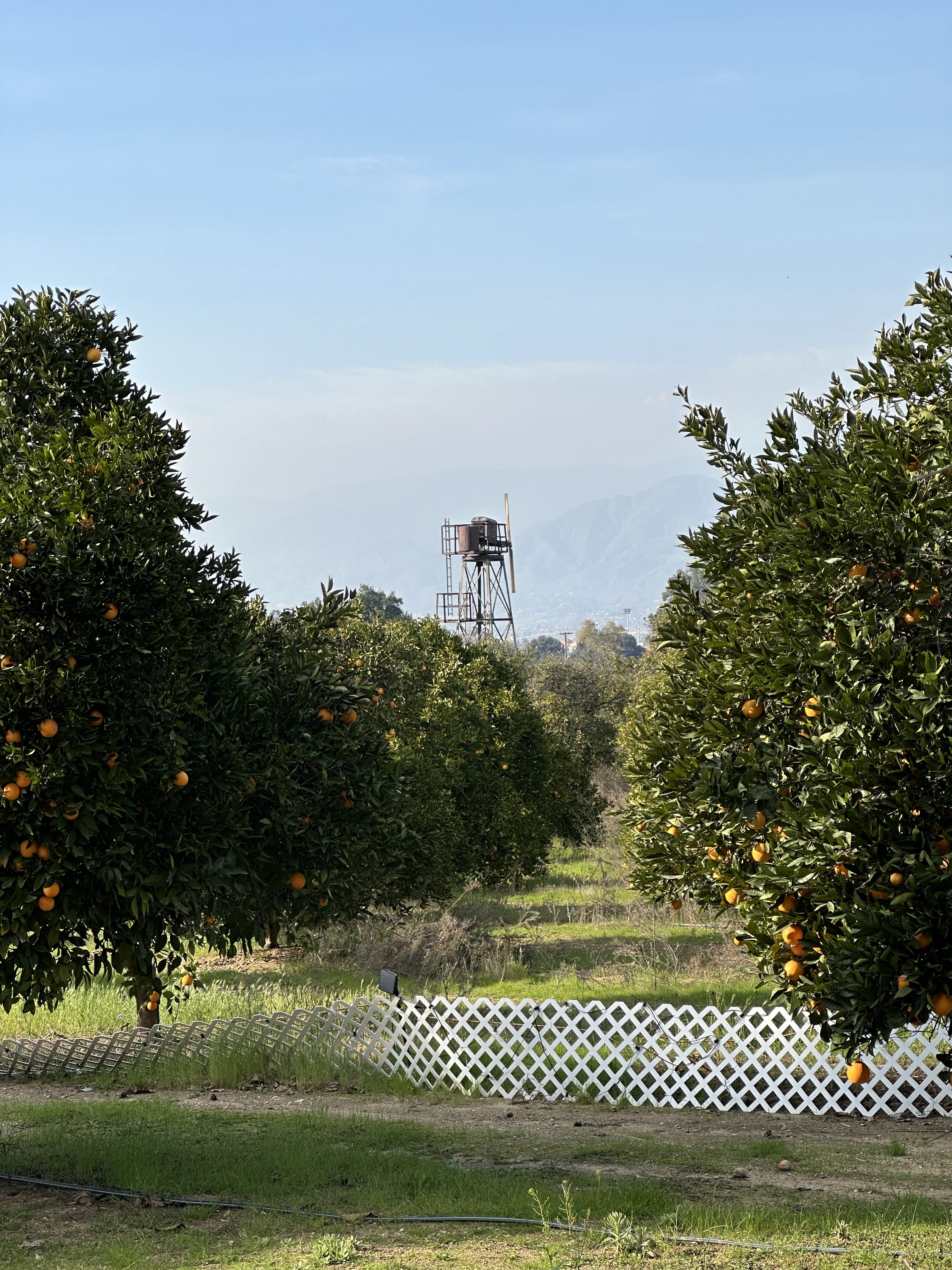 San Bernardino County 38 King Street Orchard Redlands 5