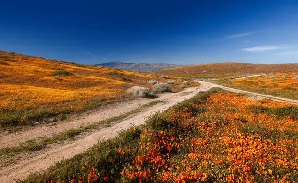 scenic landscape antelope valley california 600nw 2407686791