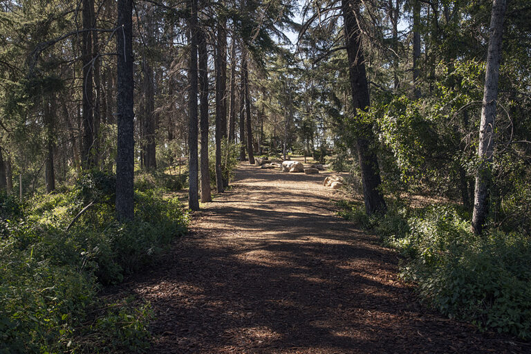Cedar Grove 2 768x512