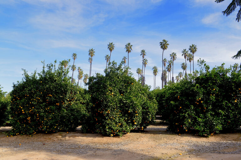Courtesy of California State Parks, 2026